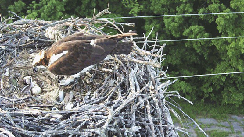 With successful nest boxes for Missouri's osprey, utility turns to peregrine falcon population